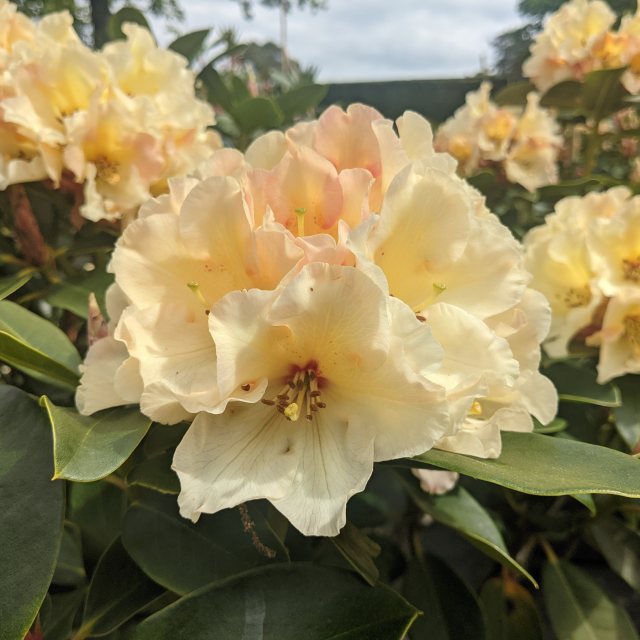 Horizon Monarch Rhododendron