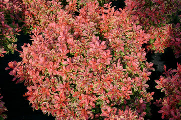 Admiration Barberry
