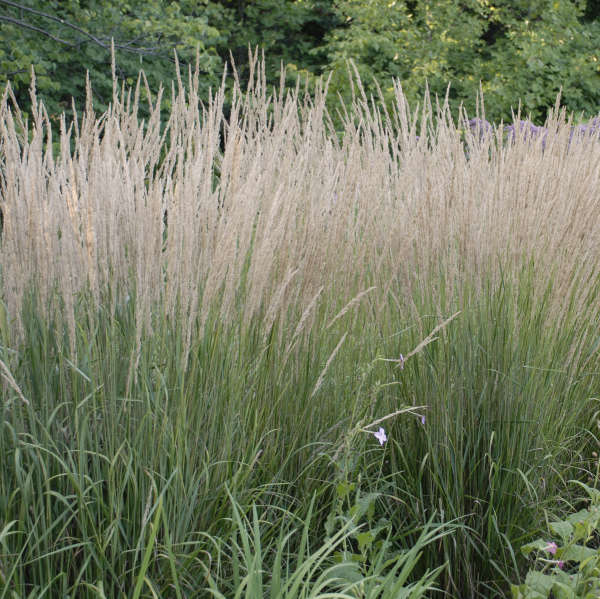 Overdam Feather Reed Grass