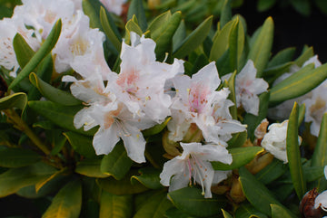 Cunningham's White Rhododendron