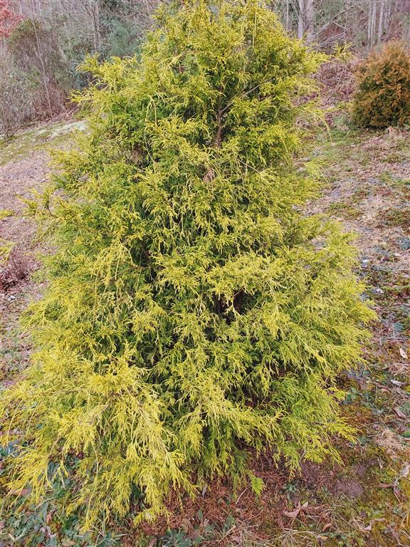 Golden Mop Japanese Cypress