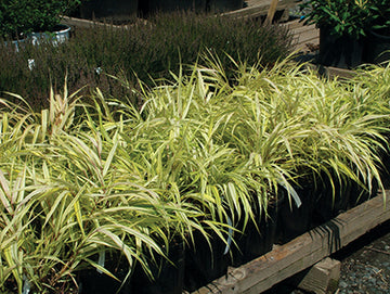 Hakone Grass 'Aureola'