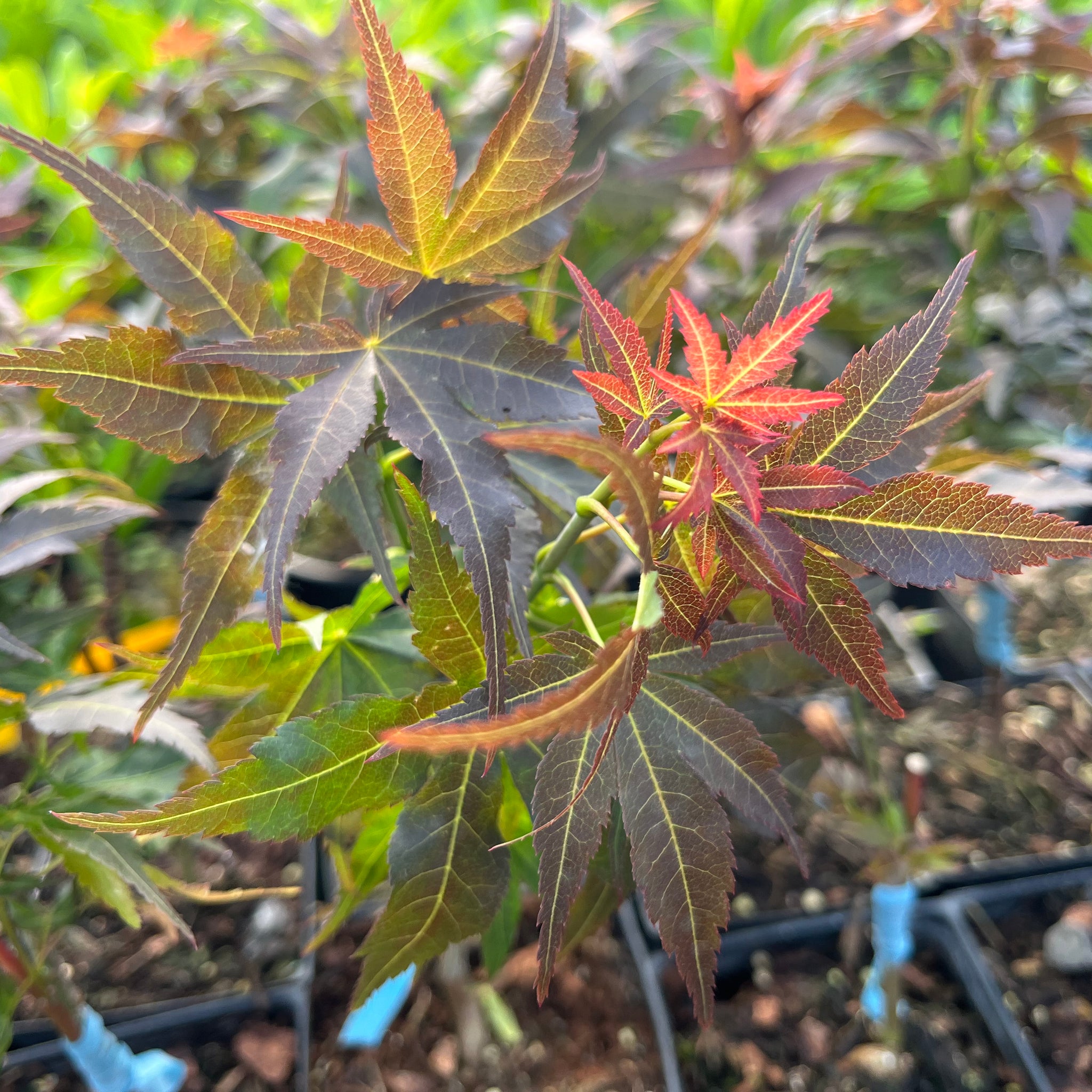 Kurenai Jishi Japanese Maple