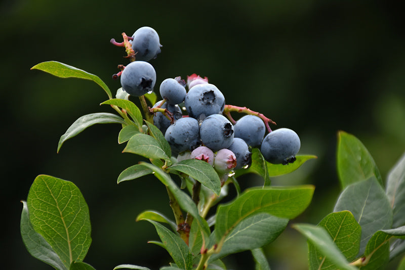 Northland Highbush Blueberry