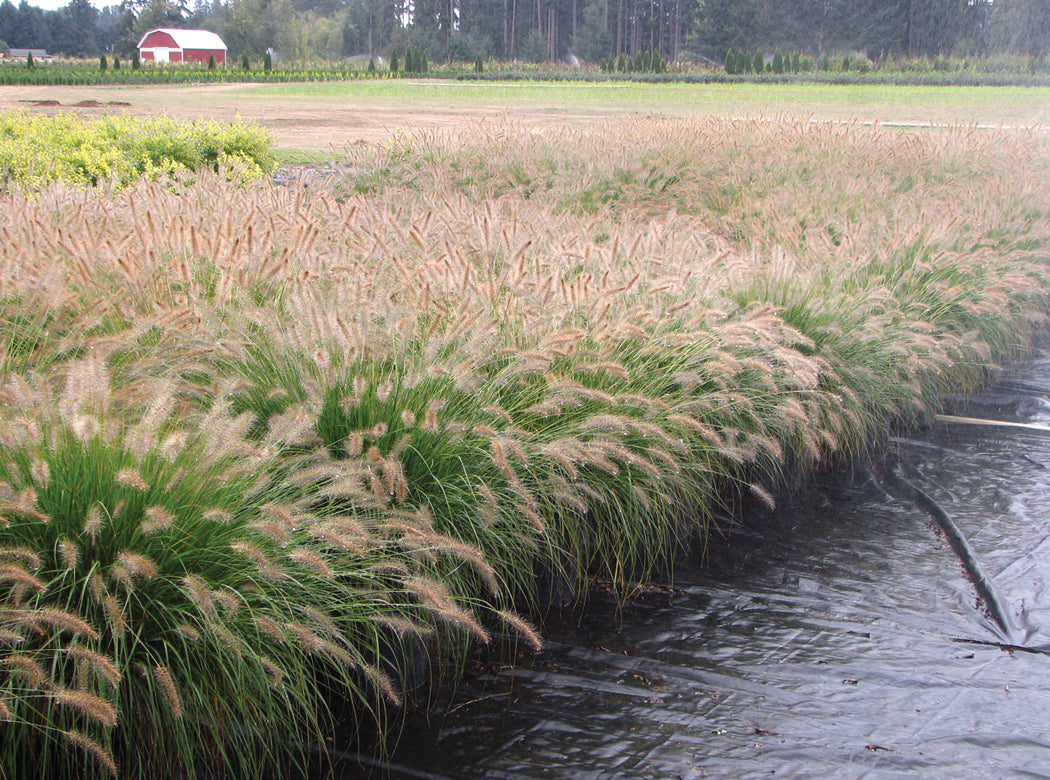 Hameln Fountain Grass