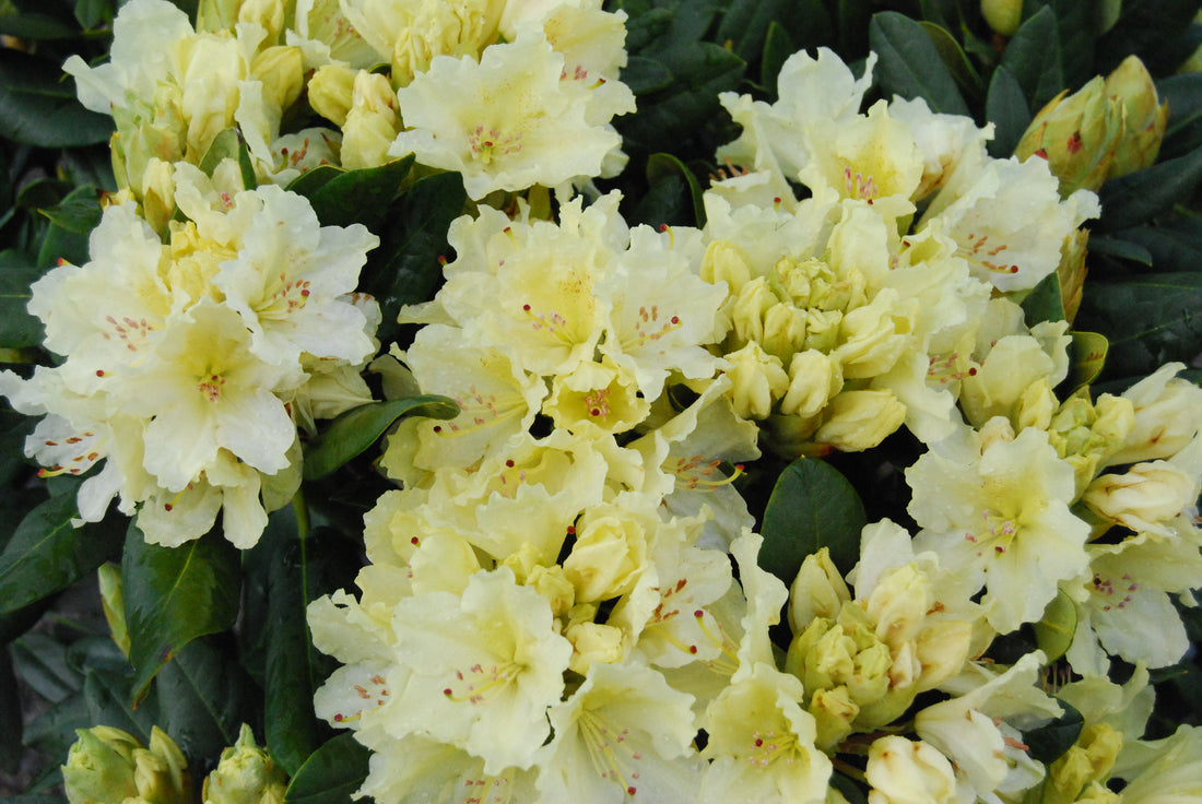 Capistrano Rhododendron