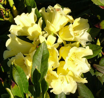 Hotei Rhododendron