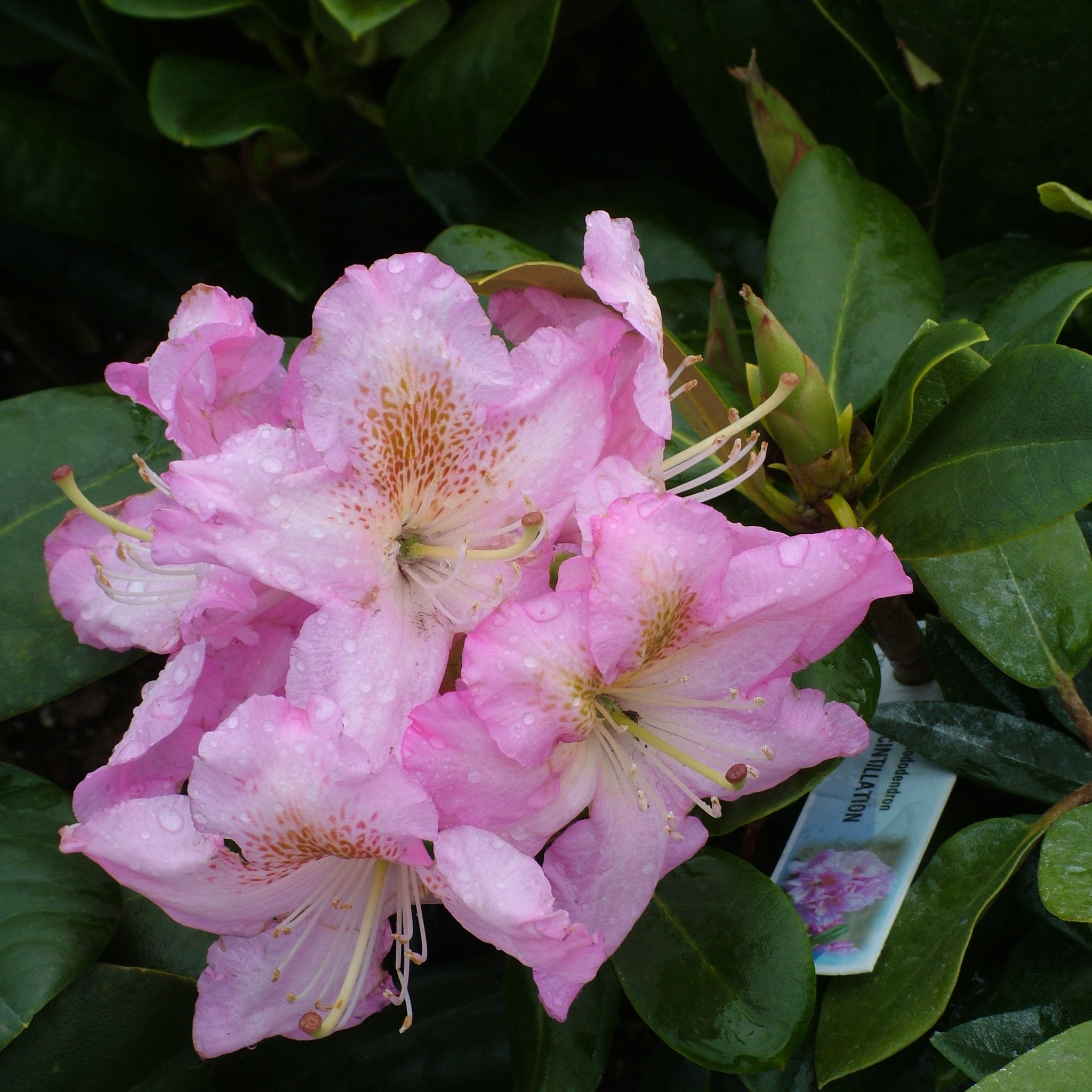 Scintillation Rhododendron