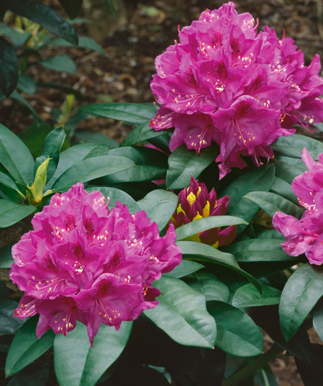 Anah Kruschke Rhododendron