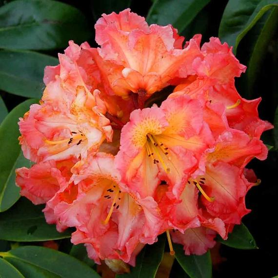 Ring of Fire Rhododendron