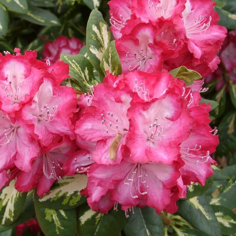 President Roosevelt Rhododendron