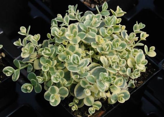 Lime Twister Stonecrop