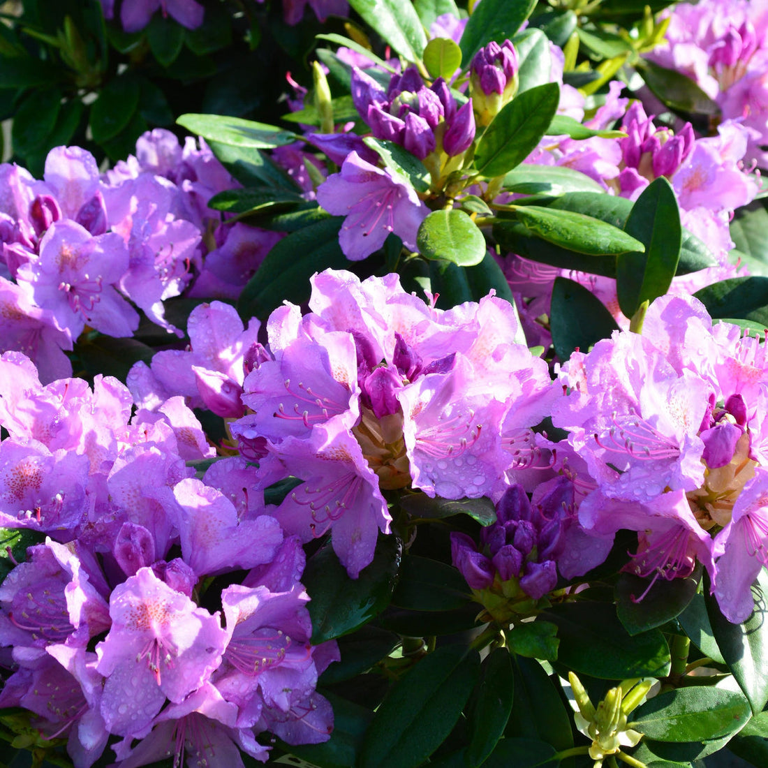 Grandiflorum Rhododendron