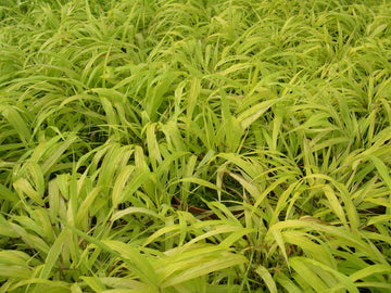 Hakone Grass 'All Gold'