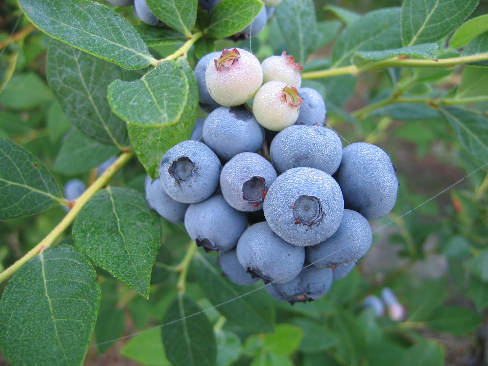 Superior Blueberry