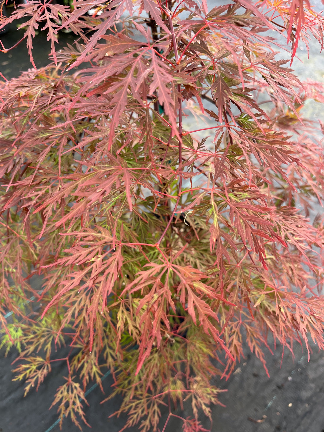 Orangeola Japanese Maple