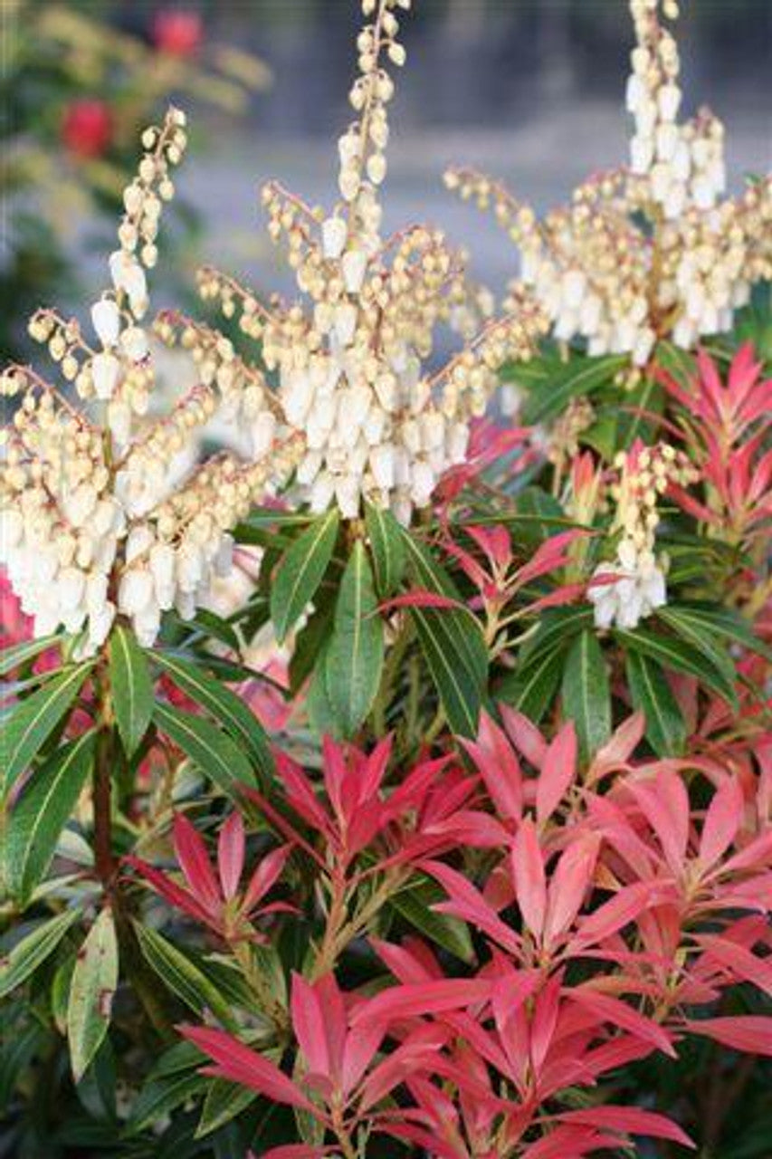 Forest Flame Japanese Pieris