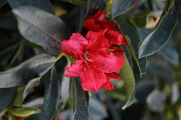 Jean Marie de Montague Rhododendron