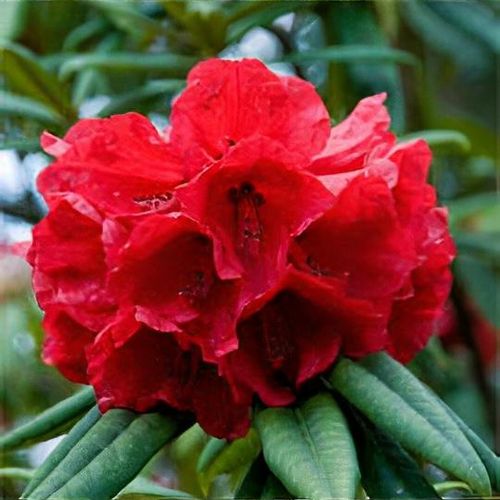 Taurus Rhododendron