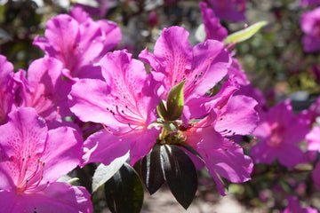 Spring Glory Rhododendron