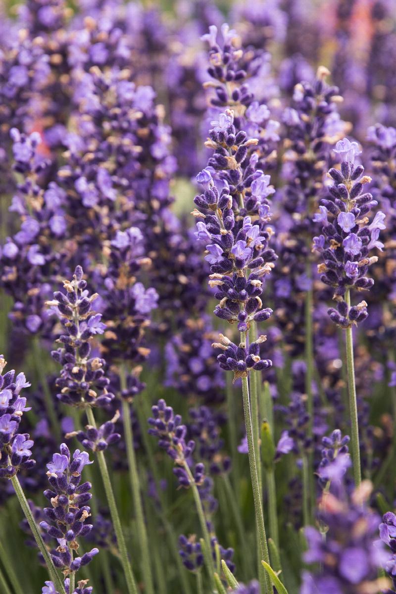 Hidcote English Lavender