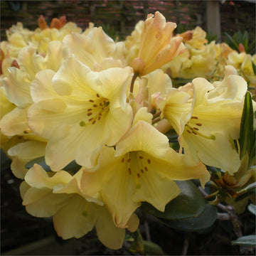 Nancy Evans Rhododendron