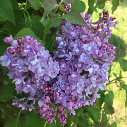 Scentara® Double Blue Lilac