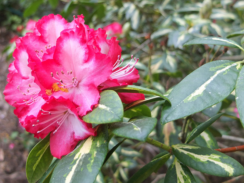 President Roosevelt Rhododendron